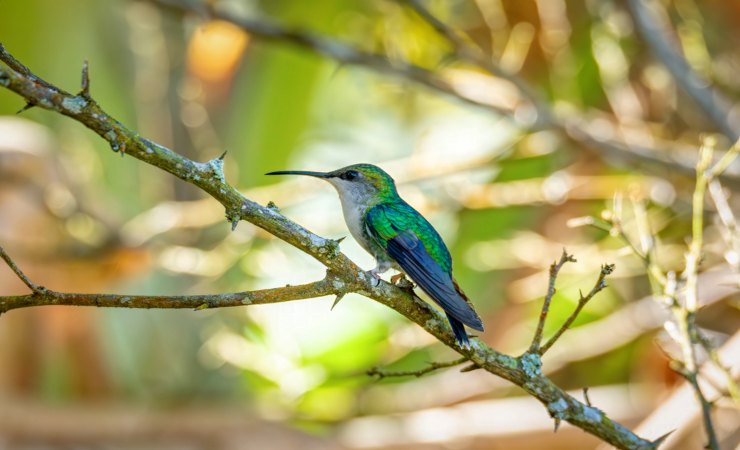 Colibrì su ramo