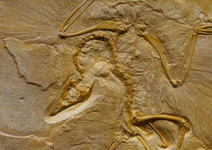 Illustrazione di un fossile di Archaeopteryx (Pexels FOTO) - ww.sciencecue.it