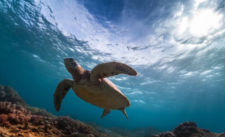 Biodiversità marina: tartaruga nuota su fondale