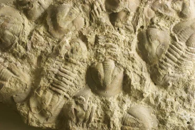 Fossili