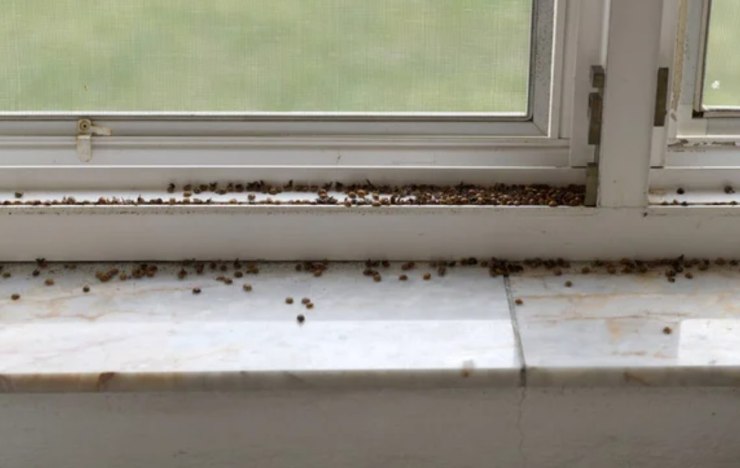 Infestazione di coccinelle arlecchino (Depositphotos foto)