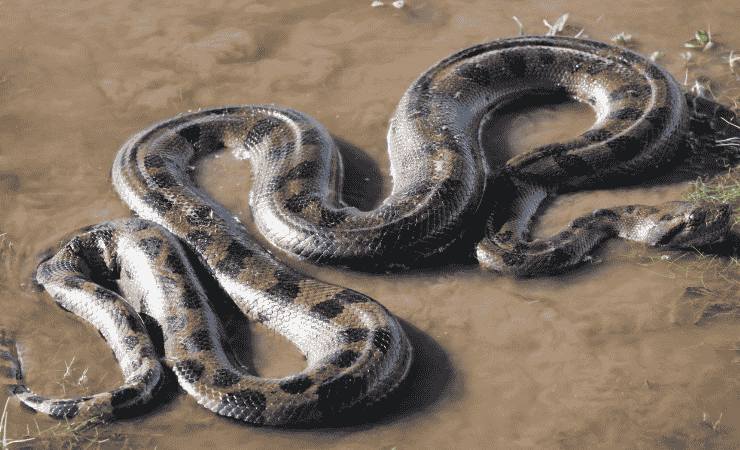 anaconda gigante