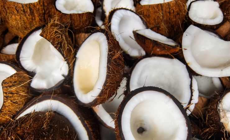 Cocco