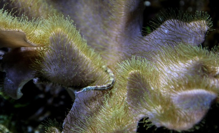 coralli di mare