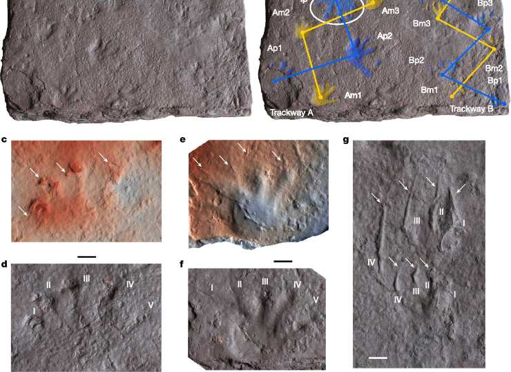 Illustrazione delle orme appena scoperte (J. A. Long et al., 2025) - sciencecue.it