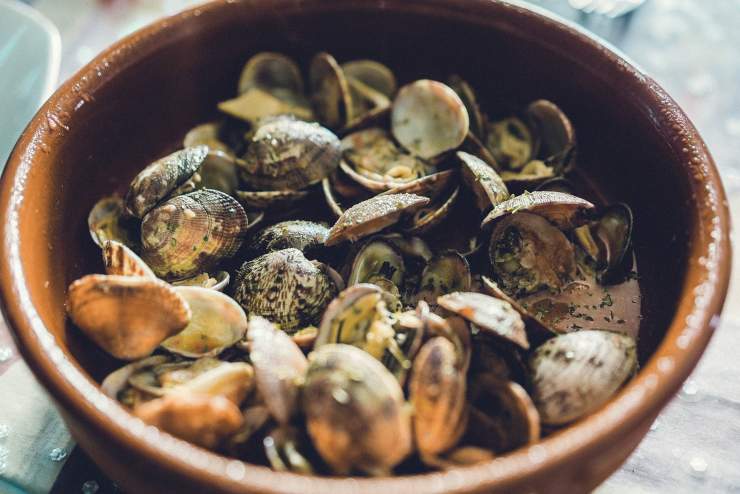 Illustrazione di alcune vongole (Pixabay FOTO) - sciencecue.it