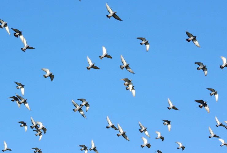 Illustrazione di alcuni piccioni in volo (Pixabay FOTO) - sciencecue.it