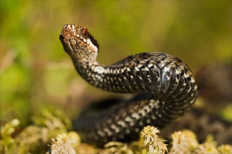 Vipera più pericolosa terza zanna specie