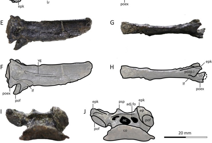 Illustrazione della vertebra (Zhou et al., 2025)- sciencecue.it