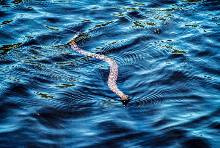 Illustrazione di un serpente mentre nuota (Canva FOTO) - sciencecue.it