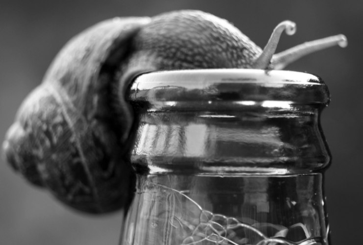 Illustrazione di una lumaca e di una birra (Canva FOTO) - sciencecue.it