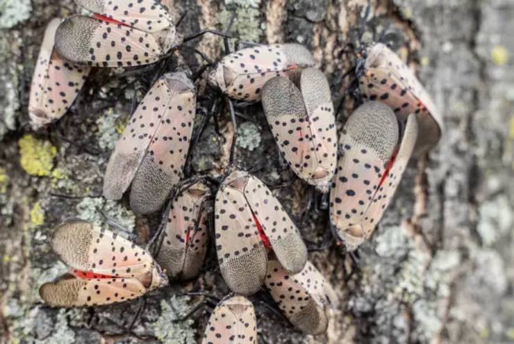 Lanterna maculata
