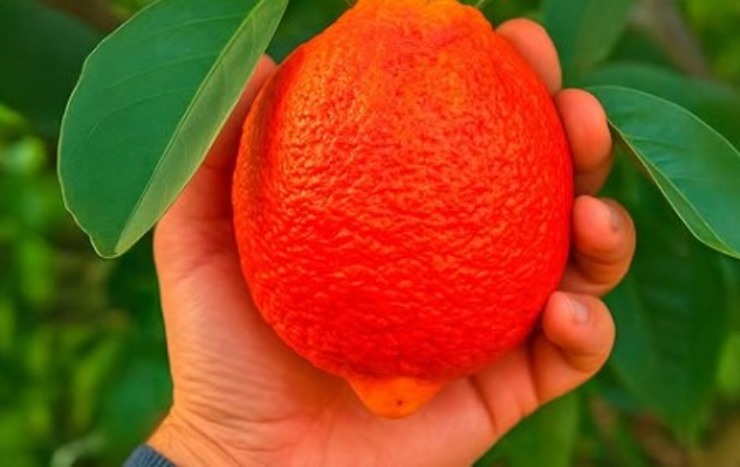Limone rosso (cookist - instagram screenshot) - www.sciencecue.it