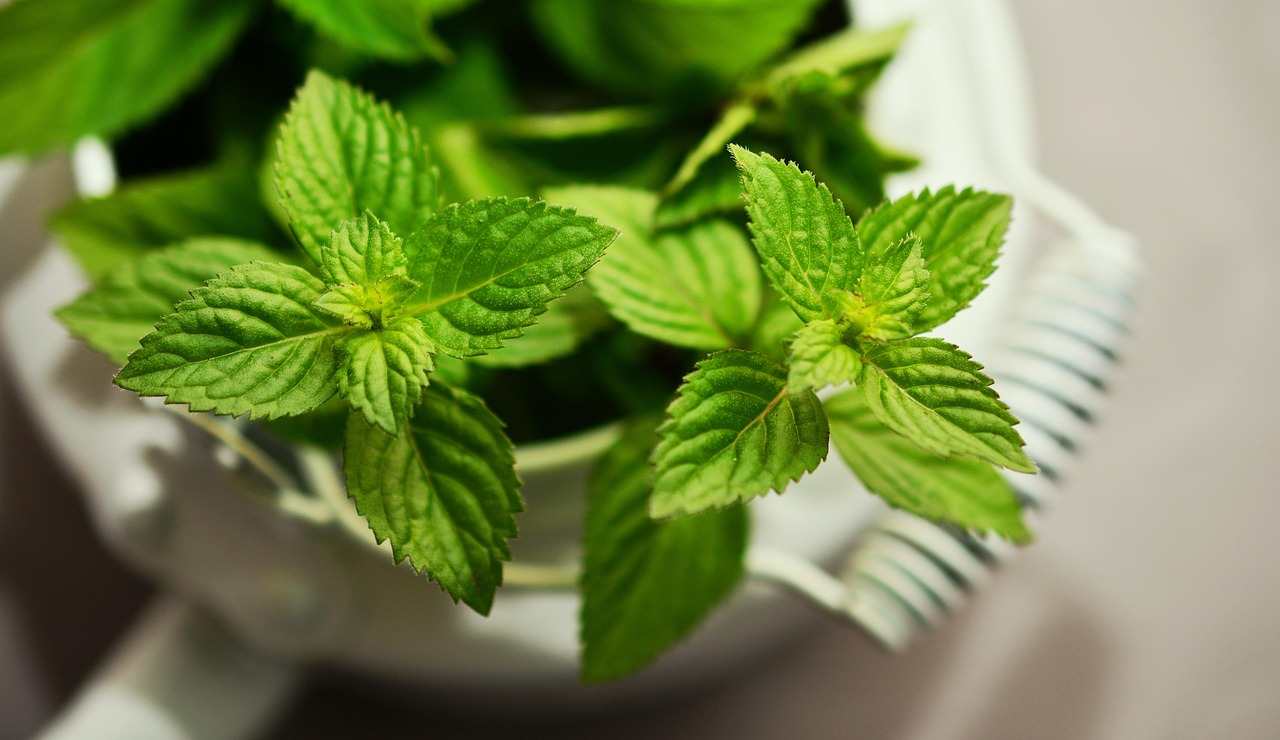 Pianta di menta (Pixabay foto) - www.sciencecue.it