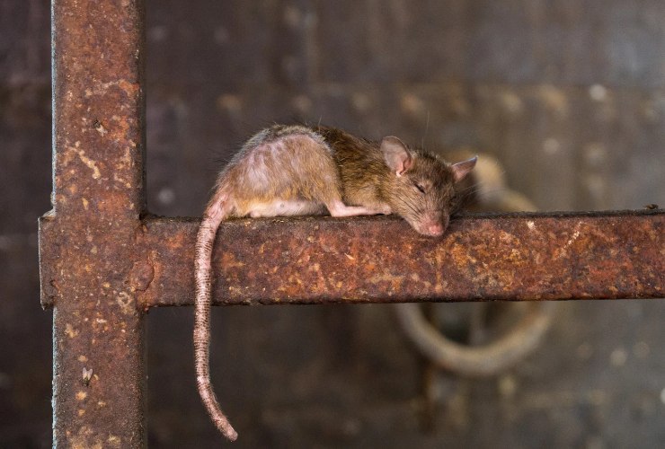 Ratto
