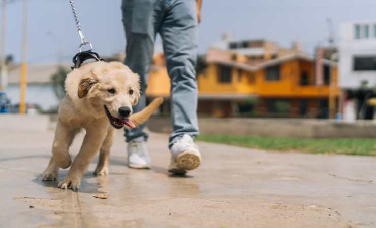 Cane veterinario
