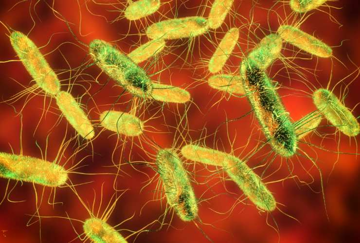 Illustrazione della Salmonella (Canva FOTO) - sciencecue.it