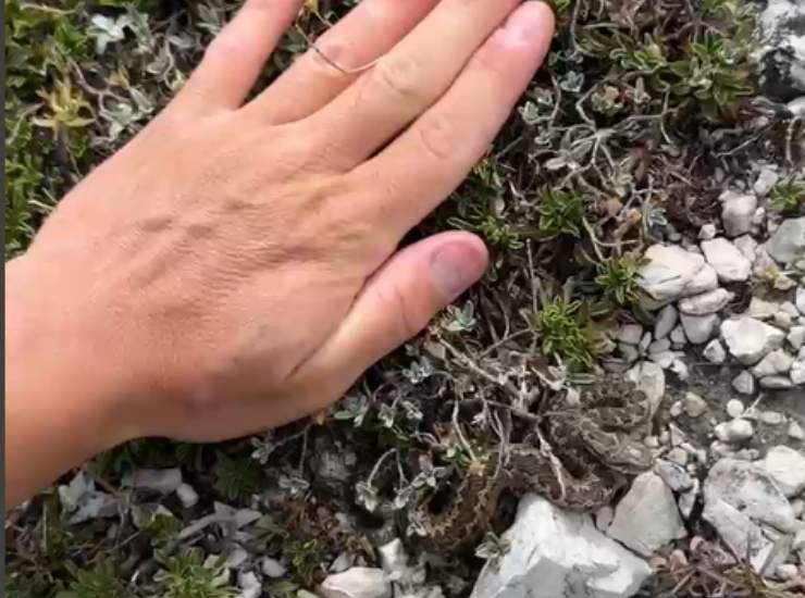 Illustrazione della vipera comparata con la mano di Sebastian Colnaghi (Sebastian Colnaghi screen video) - sciencecue.it
