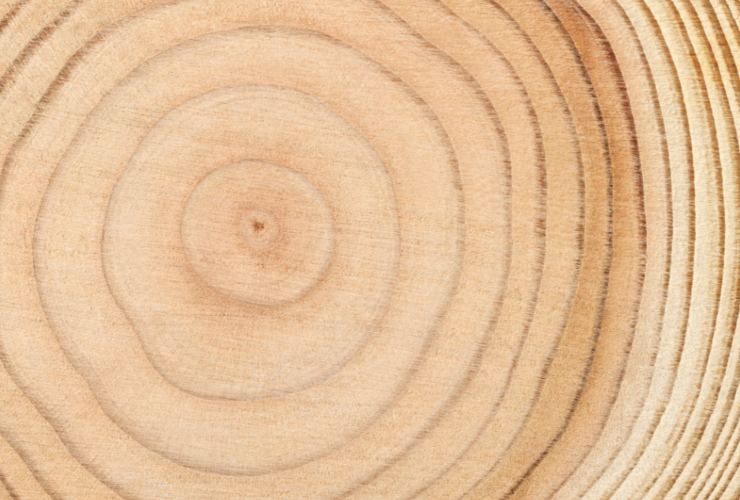 Illustrazione di alcuni anelli di accrescimento (Canva FOTO) - sciencecue.it