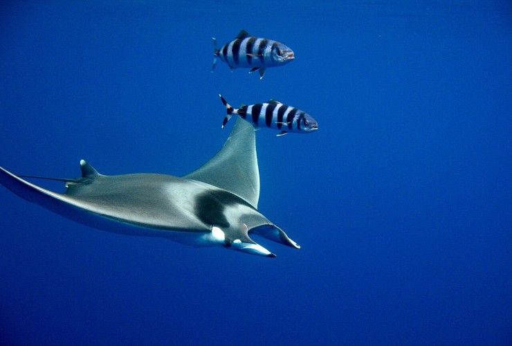 Illustrazione di una mobula (Wikipedia sarahfaulwetter FOTO) - sciencecue.it