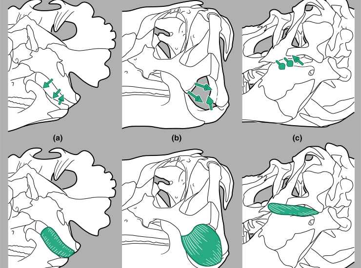 Ricostruzione dell'esoparia tramite THLEEP in alcuni dinosauri (Sharpe et al., 2025 FOTO) - sciencecue.it