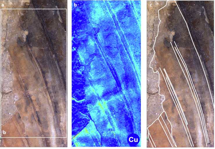Illustrazione degli annessi cutanei (Spiekman et al., 2025 FOTO) - sciencecue.it