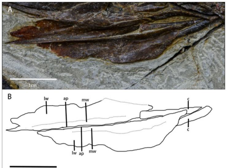 Illustrazione delle aritenoidi e dei ceratobranchiali (Yunfeng Yang et al., 2025 FOTO) - sciencecue.it