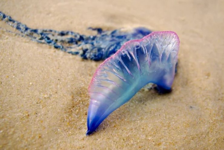 Physalia physalis sulla spiaggia (Depositphotos foto) - www.sciencecue.it