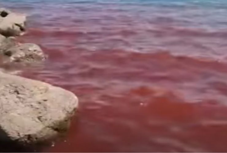 Mare rosso Galilea