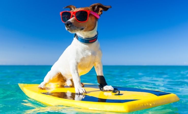 Cane turista 