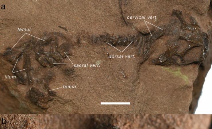 Illustrazione del fossile di Agriodontosaurus helsbypetrae (Marke et al., 2025 FOTO) - sciencecue.it