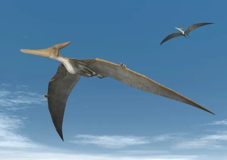 Illustrazione di due pterosauri