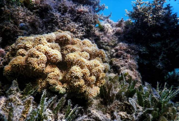 Barriera corallina