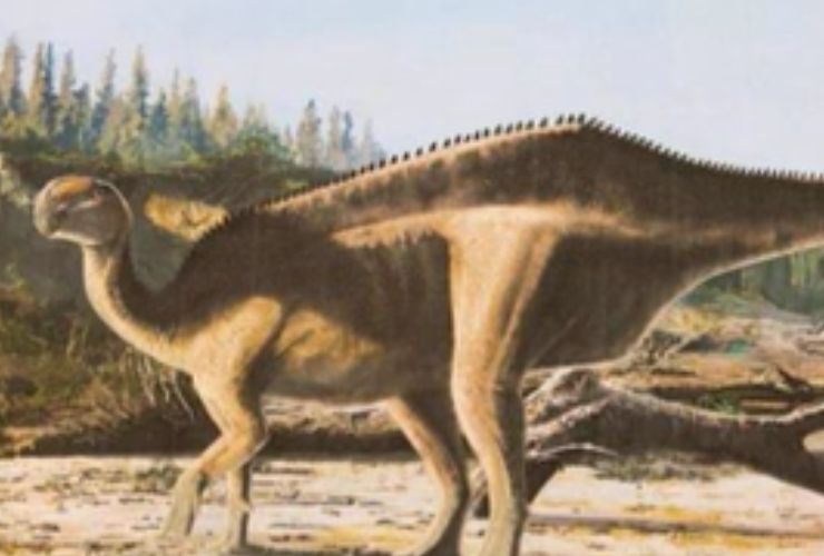 Nuovo dinosauro