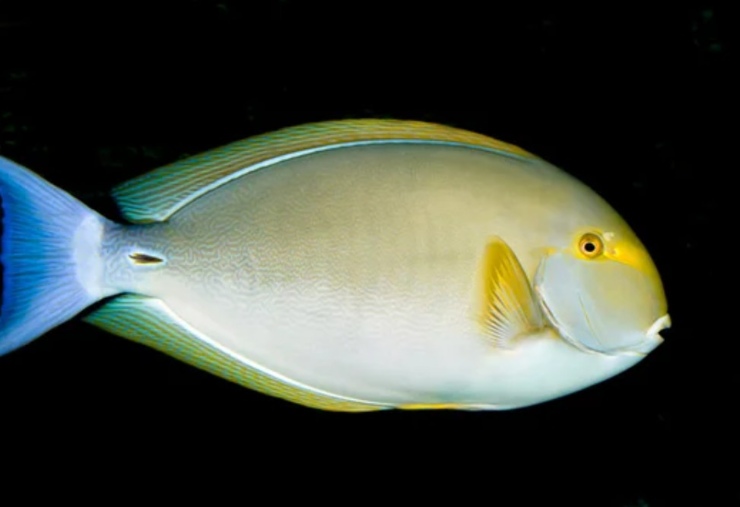Acanthurus xanthopterus (Depositphotos foto) - www.sciencecue.it