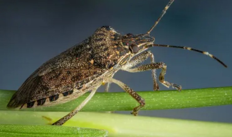 Cimice (Depositphotos foto) - www.sciencecue.it