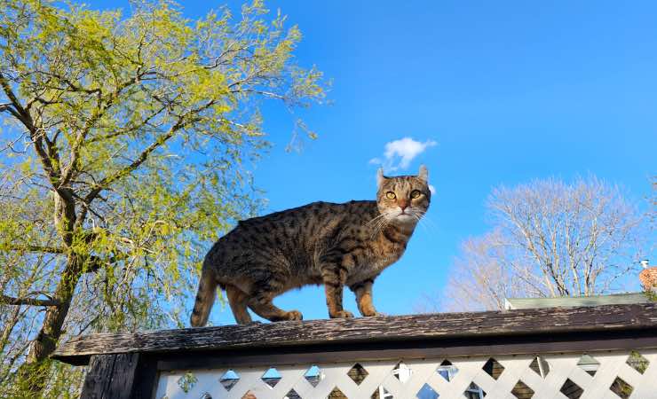 Un esemplare delicato