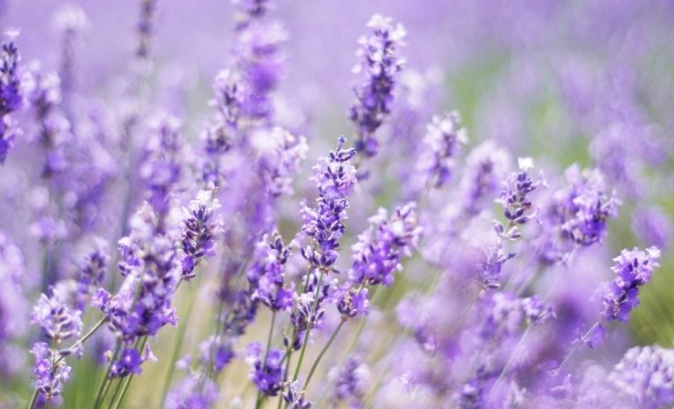 Lavanda