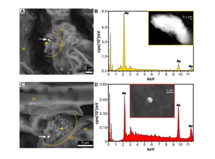 Nanoparticelle di oro (Environmental Microbiome foto) - www.sciencecue.it