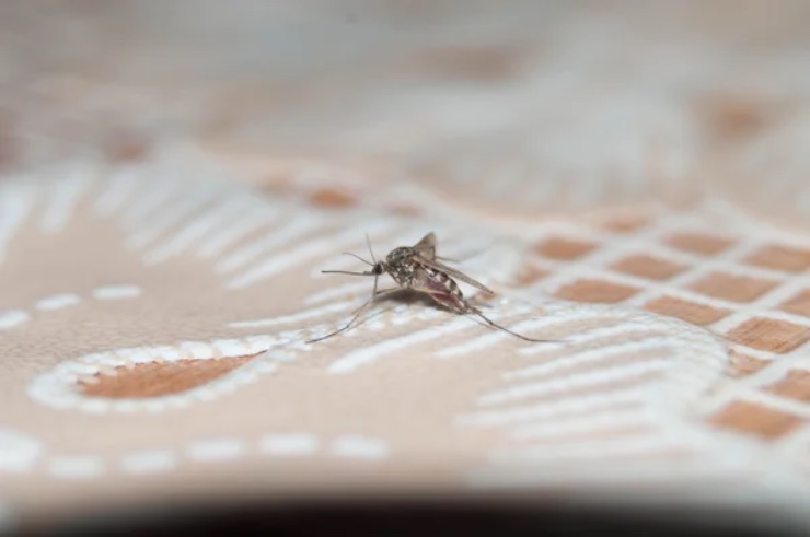 Zanzara in casa