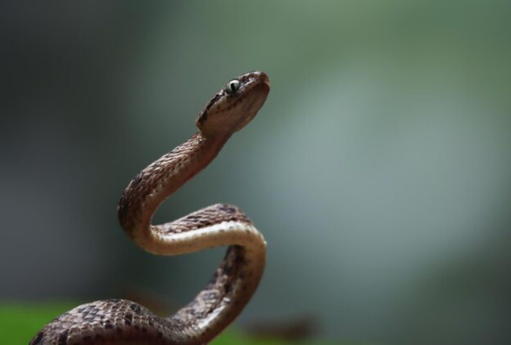 Serpente preistorico