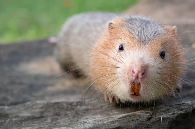 ratto talpa