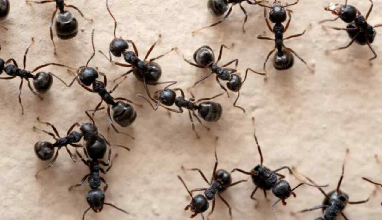 Un gruppo di formiche (Depositphotos foto) - www.sciencecue.it