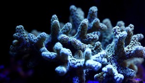 SpaceBioMat, Coralli nello spazio