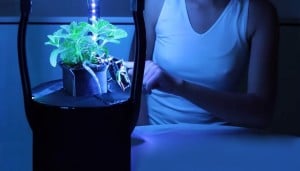 LED in agricoltura
