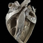 Cuore di un bovino adulto