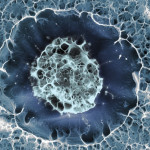 Cellule Staminali Umane