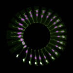 Una cellula staminale si divide nel cervello di un pesce.
