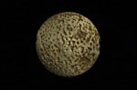 Evoluzione della vertebra lombare di un feto