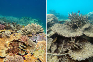 Barriera Corallina Australia